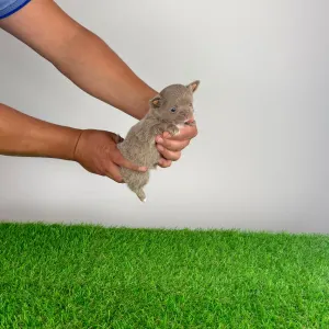 Chihuahua - Hero