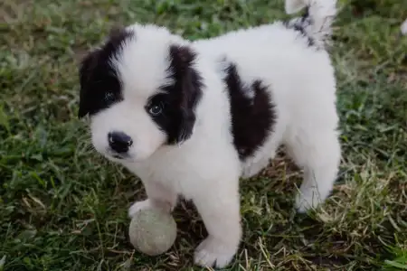 Landseer - Arlo