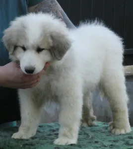 Pyrenean Mountain Dog - Candybelldream Ella