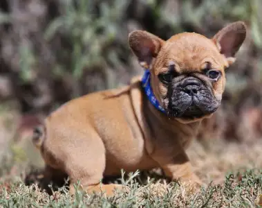 French Bulldog - Urus