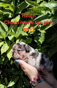 Francia bulldog - Helen 