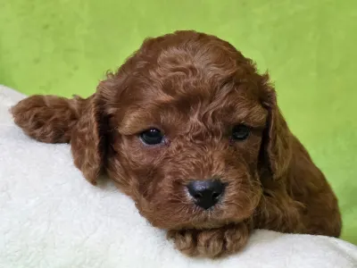 Cavapoo - Redsonja