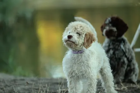 Лаготто-романьоло - Stelle Del Lagotto Amore Havenly Blue