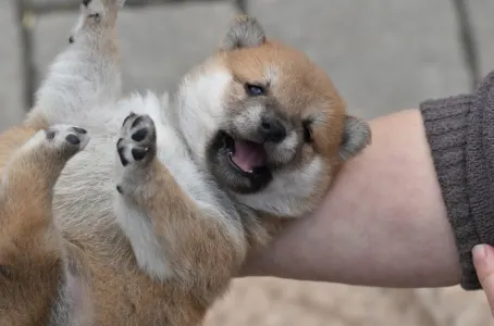 Shiba - Bravados F