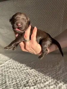 Portugalský vodní pes - Bruno