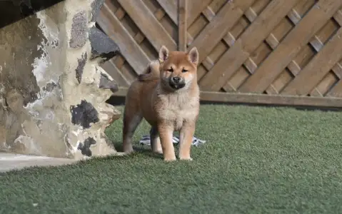 Shiba - Bravados Chiyuki