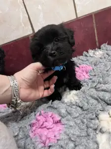 Bolończyk kolorowy - Arkadij