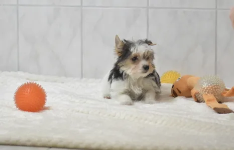 Бивер-йоркширский терьер - Robin Orient 