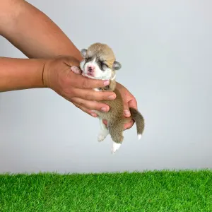 Pembroke Welsh Corgi - Aruna