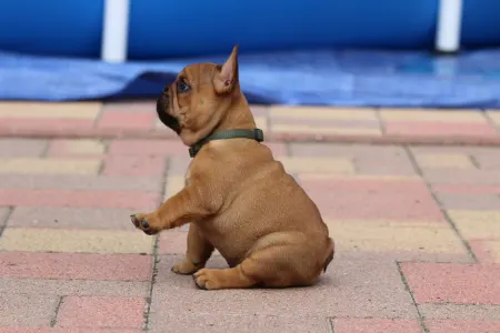 Francia bulldog - Ultron