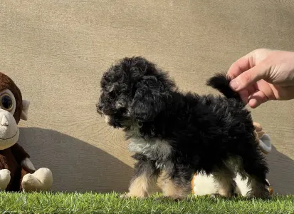 Cavapoo - Quentin