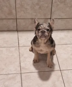 French Bulldog - Drahma