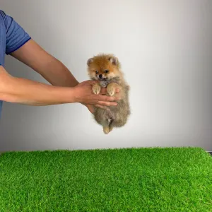 Pomeranian - Nilo