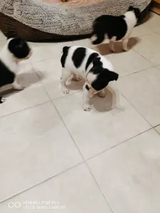 Boston Terrier - Babett