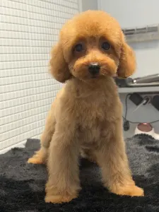 Barbone toy - Sky