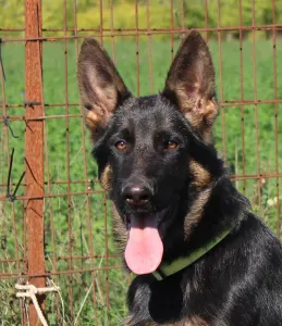 Deutsche Schäferhunde - Vaják