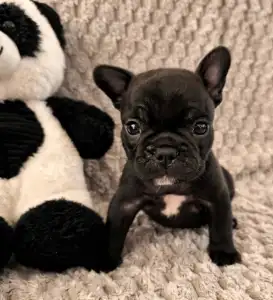 Französische Bulldogge - Miora Frenchie Rocky