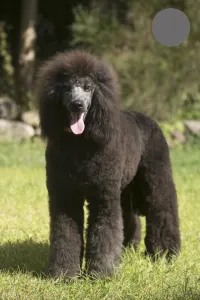 Grosspudel - Hermész