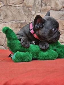 French Bulldog - Detty