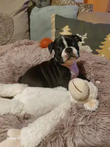 Boston Terrier - Csillag ( Vixen )