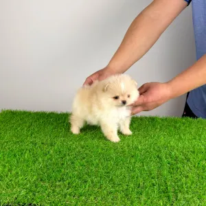 Pomeranian - Venia