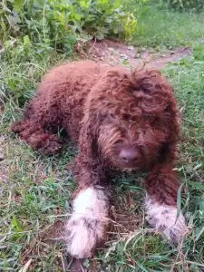 Wasserhund der Romagna - Ava