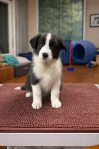 Border Collie - Blue Girl