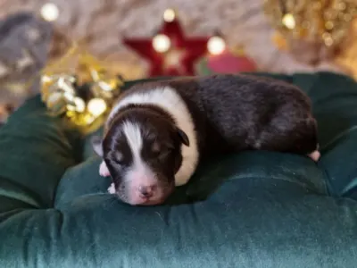 Australský ovčák - Daikoku