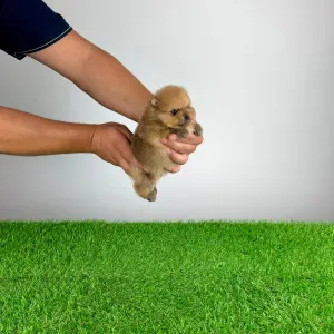 Pomeranian - Texus
