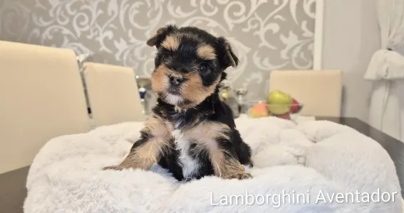 Yorkshire Terrier - Lamborghini Aventador