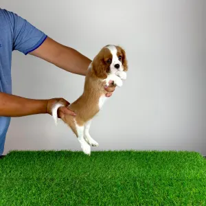 Cavalier King Charles Spaniel - Tanja