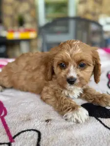 Cavapoo - Folti