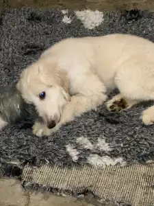 Afghan Hound - Yahya