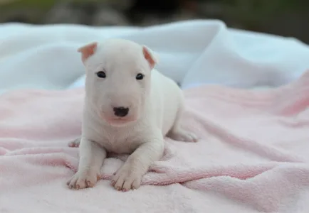 Miniatűr bullterrier - Kimi
