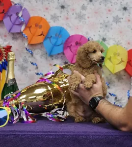 Pudel średni - Kashmir Of Your Sweetest Dream