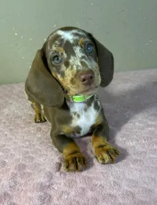 Dachshund - Ronald