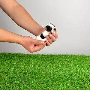 Biewer Terrier - Rolly