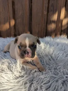 Bulldog francese - Gina