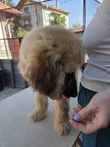 Afghanischer Windhund - Abelzar Ahmad