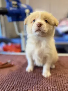 Border collie - Red Boy 3.
