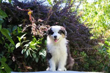 Australian Shepherd - Gladstone Aussies Killing It