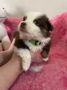 Miniature American Shepherd - Red Tri Szuka/neonzöld Nyakörv