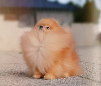 Pomeranian - Capone