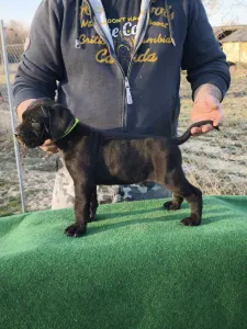 Cane Corso - Forza Di Diavolo Cesar