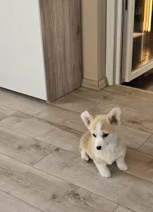 Corgi galez Pembroke - Bogyo