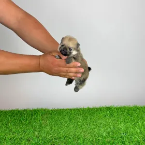 German Pomeranian Spitz - Genius