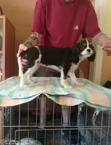 Cavalier King Charles Spaniel - Ariel