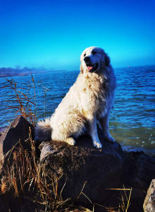 Pyrenean Mountain Dog - Candybelldream Biscuit