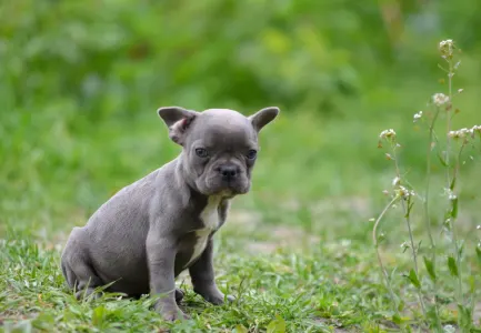 French Bulldog - Málna