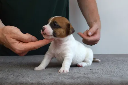 Jack Russell Terrier - Xyra